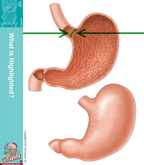 Level 53 - Durham University Medicine (Year One), - Memrise