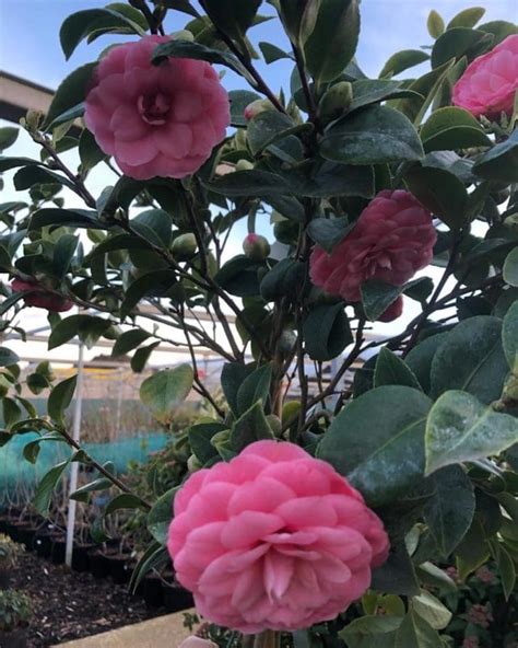 pink camellia - The Big Green Plant Centre