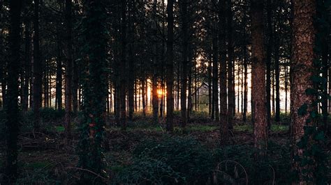 Online crop | tall green trees, nature, trees, forest, sunset HD ...