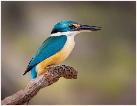 Sacred Kingfisher - Australia - FM Forums