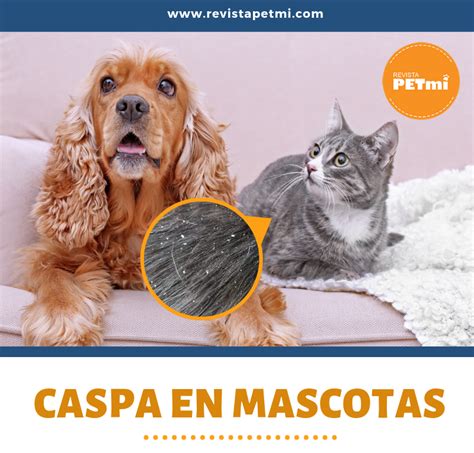 La aparición de Caspa en mascotas es un problema cada vez más habitual y que preocupa a sus ...