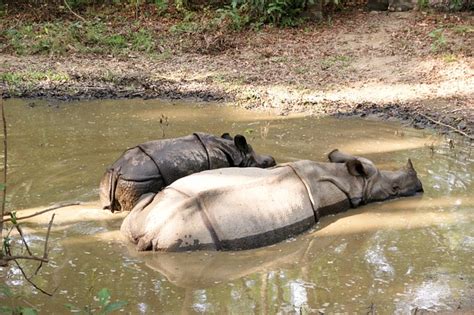 Rhinos Chitwan Nepal National - Free photo on Pixabay - Pixabay