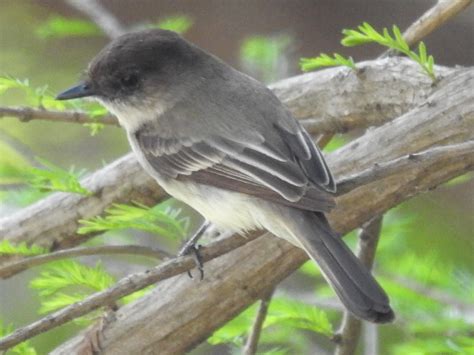 Eastern Phoebe (Wildlife of St. Vrain State Park) · iNaturalist