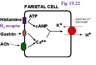 Pharmacology of Histamine H2-Receptor Antagonists