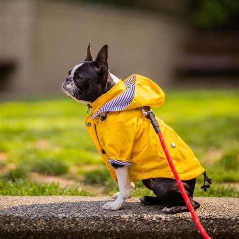 Best Dog Raincoats | 13 Dry and Cozy Dog Raincoats for Wet Walks