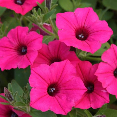 Proven Winners Supertunia Vista Fuchsia (Petunia) Live Plant, Pink Flowers, 4.25 in. Grande ...