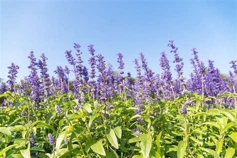 Premium Photo | Blue salvia flowers blooming in the garden