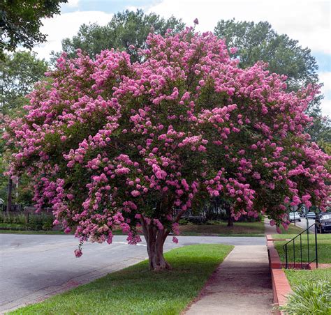 Some of the Best Small Trees for Your Landscape - Southeast AgNET