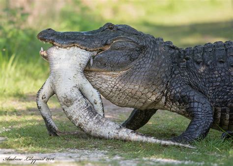 Alligator Eats Another Alligator In An Alligator Reserve! - Weirld News