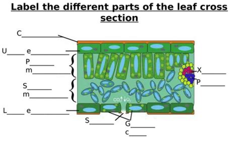 Leaf Structure 399268 | ferhadasghad1966 | Live