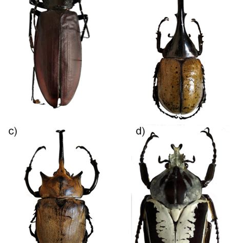 The largest beetle species in the world are living in tropical forests.... | Download Scientific ...