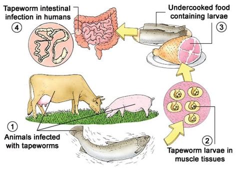 Tapeworm - ParasiteCleansers.com