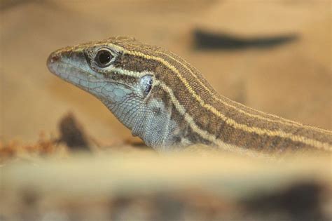 Whiptail Lizard: History, Facts, Size, Habitat, Classification & Much More - Animals Name