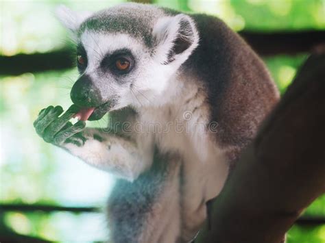 Lemur Eating Banana Close-up Stock Image - Image of endangered, eulemur ...