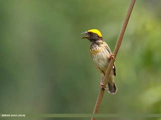 Black-breasted Weaver (Ploceus benghalensis) | Black-breaste… | Flickr