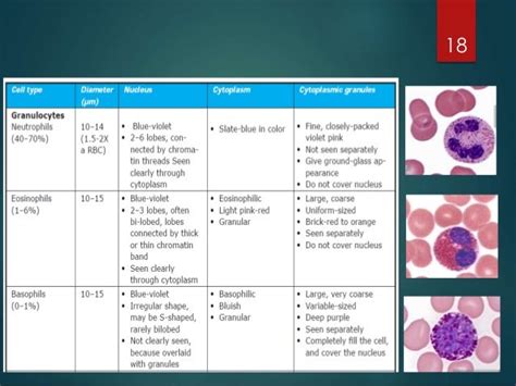 Peripheral Blood Smear