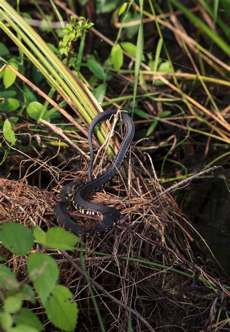 Florida Banded Water Snake Nerodia Fasciata Pictiventris Stock Image ...