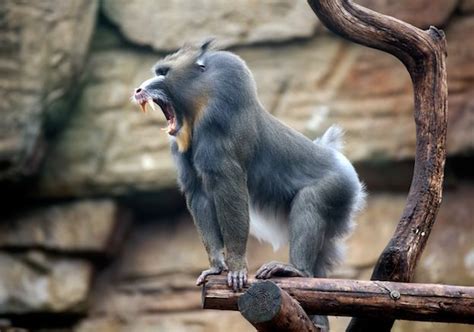 Mandrill Beautiful Creatures, Animals Beautiful, Mandrill Monkey, Great ...