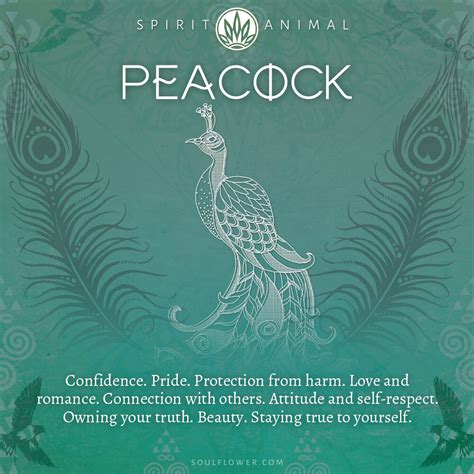 Peacock Symbolism - Peacock Spirit Animal - Soul Flower Blog