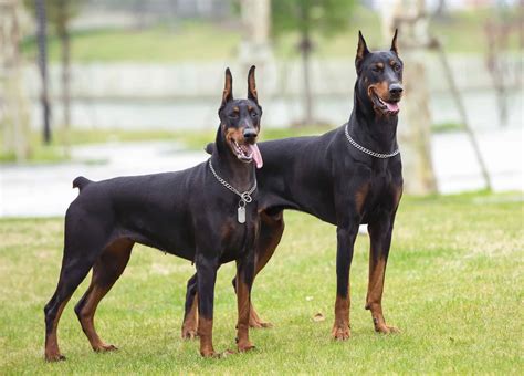 Why Are Dobermans Ears Cropped