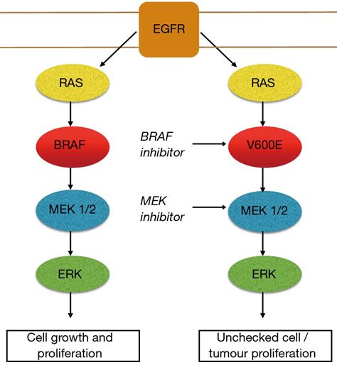 Targeting BRAF mutations in non-small cell lung cancer - O’Leary - Translational Lung Cancer ...