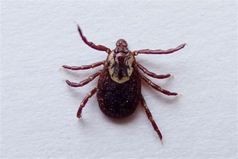 Lice vs Ticks - Difference and Comparison | Diffen