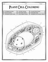 Coloring Pages Of A Plant Cell sketch template