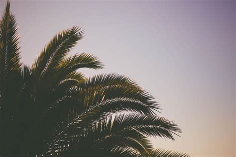 Green leaf tree, Palm tree, Branches, Sky HD wallpaper | Wallpaper Flare