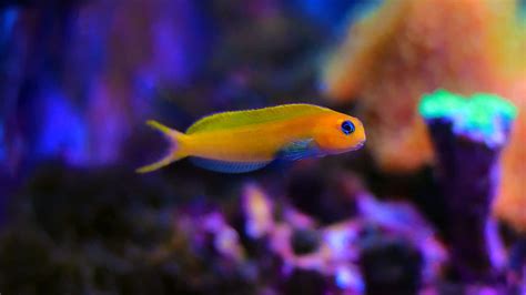 Midas Blenny: A Vibrant and Colorful Aquarium Addition