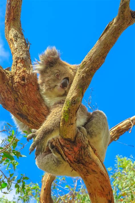 Koala Phillip Island stock photo. Image of natural, center - 169228496