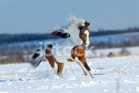 Small Horse Running In The Snow In Field Stock Photo | Royalty-Free | FreeImages