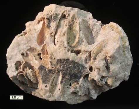 Wooster’s Fossils of the Week: Bivalve Borings (Upper Miocene of Spain) | Wooster Geologists