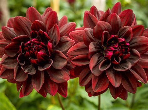 50Pcs Red Dahlia Flower Seeds Rare Perennial Plant Seeds For | Etsy