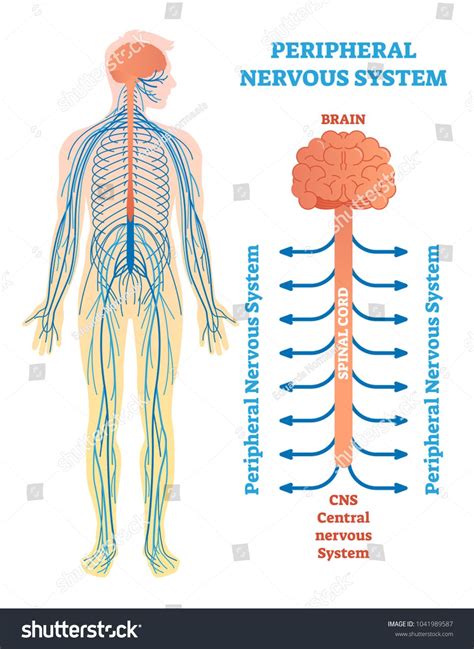 Peripheral nervous system, medical vector illustration diagram with brain, spinal cord and ...