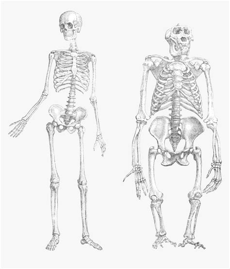 Chimpanzee Vs Human Skeleton, HD Png Download , Transparent Png Image - PNGitem