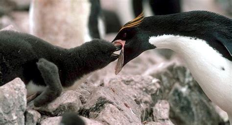 Macaroni Penguin – "OCEAN TREASURES" Memorial Library