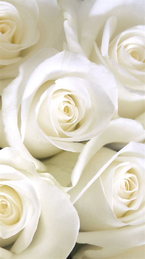 Samsung Galaxy S7 White Roses Wallpaper | Gallery Yopriceville - High-Quality Free Images and ...