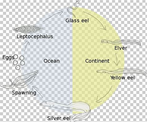 Eel Life History Biological Life Cycle Leptocephalus European Eel PNG, Clipart, American Eel ...