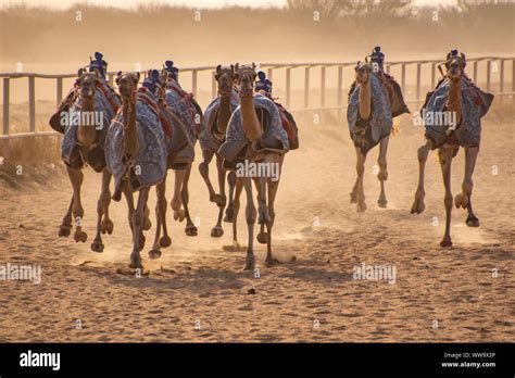 Camel Racing in Taif, Saudi Arabia Stock Photo - Alamy