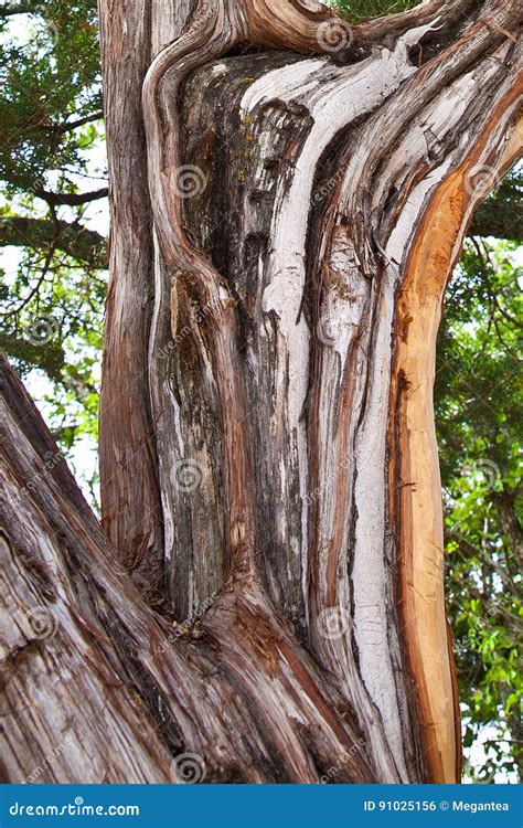 Juniper Tree Bark stock photo. Image of juniper, trees - 91025156