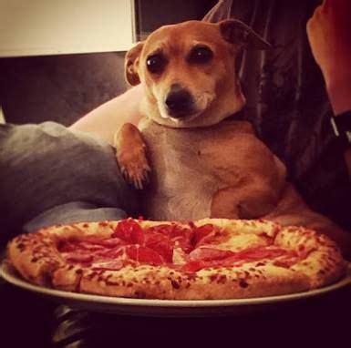 Doggie pizza | Funny animal memes, Funny animal pictures, Animal memes