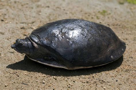 goa wildwatch: Indian flapshell turtle- a locally threatened species