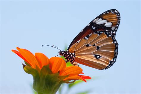 Attracting butterflies to your garden | SA Garden and Home