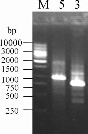 Reverse dot-blot hybridization. Two identical membranes were hybridized ...