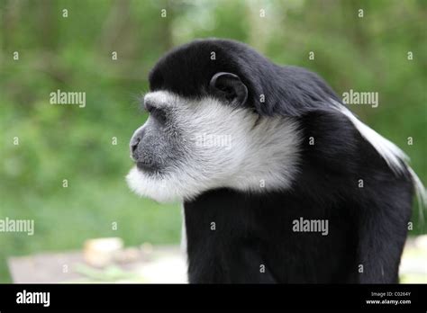 Black and White Colobus monkey Stock Photo - Alamy