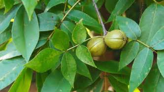 Hickory Tree Leaves And Nuts During Late Summer In Georgia. Popular ...