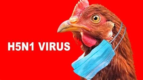 Can bird flu turn deadly? Know symptoms of severe disease in humans from experts - Samwaad India