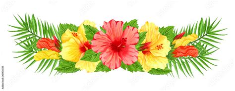 Hibiscus Border