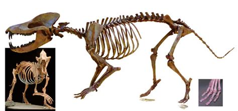 Andrewsarchus Skeleton