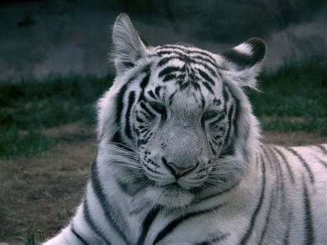 White Tiger - A-Z Animals